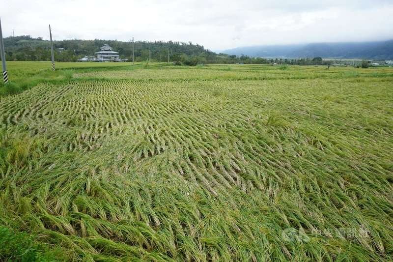 颱風康芮重創花蓮縣中南區,多處稻田的稻穀遭強風吹得倒伏,富里鄉農會粗估鄉內稻米損失恐突破新台幣1億元。中央社記者張祈攝 113年11月2日