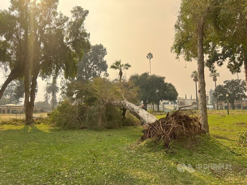 美國加州洛杉磯地區遭遇多年少見的強風警報,公園裡的大樹造到強風吹倒。中央社記者林宏翰洛杉磯攝 114年1月9日