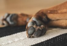 美國加州婦人將愛犬登記為選民 恐面臨6年徒刑